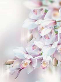 Фотопанно Divino Нежная орхидея (P-068) оптом